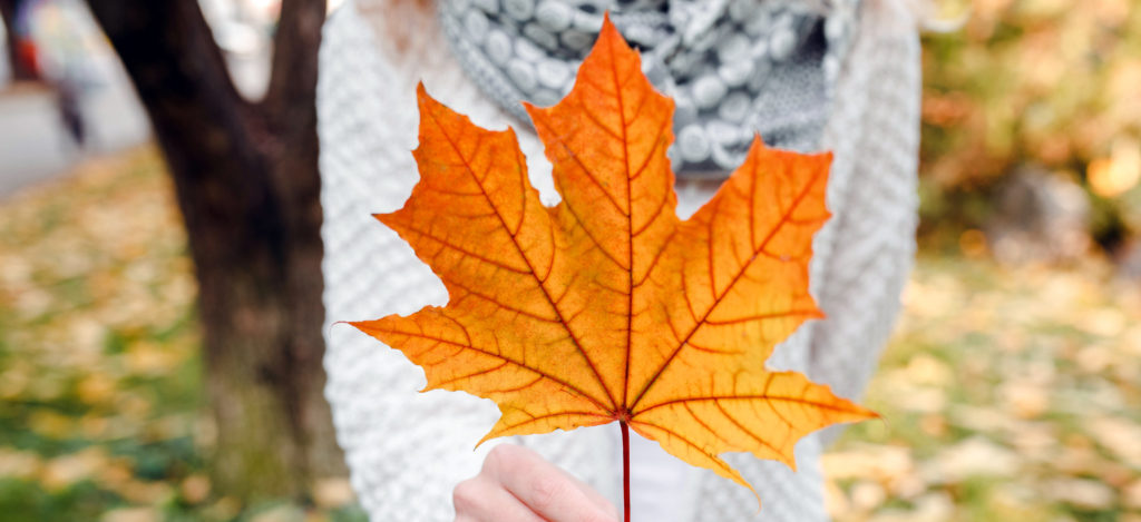 Autumn maple leaf in woman's hands